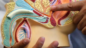 Noviembre Azul: “El tacto rectal hoy en día ya no se realiza en forma rutinaria”