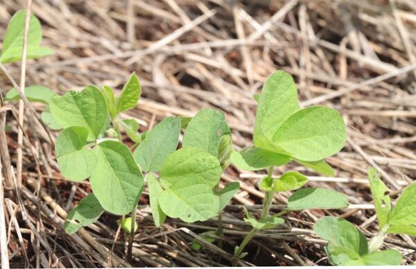 La soja tiene un buen inicio de campaña 2025/26 con expectativas positivas