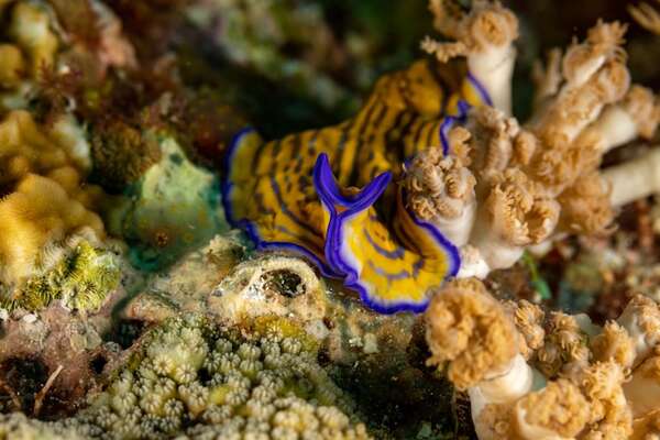 “Penis fencing”: la extraña batalla sexual de los gusanos planos - Ciencia - ABC Color