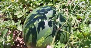 La Nación / Nueva cosecha de más de 700 frutas de sandía en Itapúa