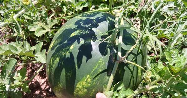 La Nación / Nueva cosecha de más de 700 frutas de sandía en Itapúa