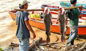 Pescadores recibirán subsidio a fines de noviembre durante la veda - OviedoPress
