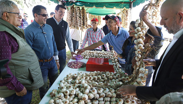General Artigas vuelve a ser la capital del ajo: productores logran 220.000 kilos en su primera cosecha