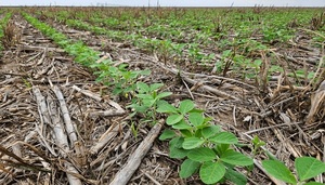 Campaña de soja en Paraguay con buen ritmo; productores buscan equilibrio ante mercado internacional