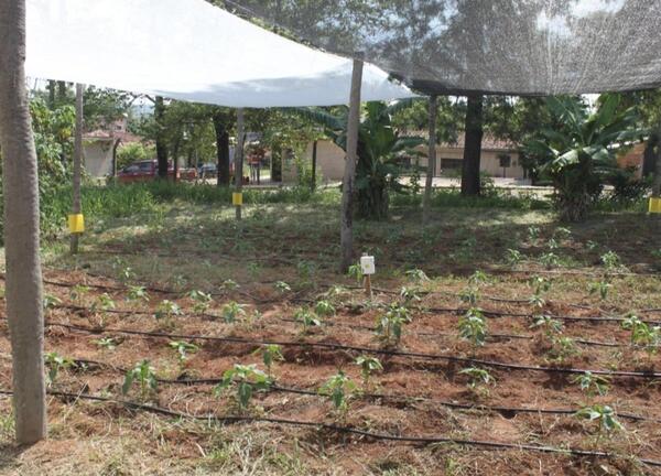 Entrega de semillas en alianza público privada beneficia a 1.440 familias