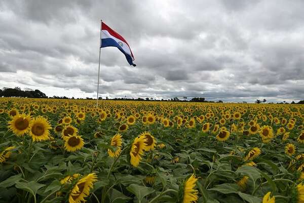 Girasoles en floración: dónde están y cómo llegar al lugar de las fotos más lindas - Viajes - ABC Color