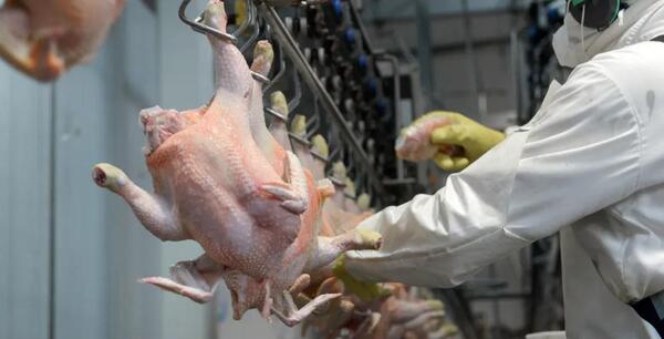 Paraguay: exportaciones de origen animal alcanzaron USD 2.255 millones al cierre de octubre