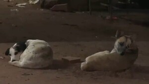 Mataron de un balazo a Ministro, un perrito de tres años; el dueño pide justicia