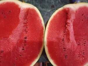 Temporada de sandía: productores inician cosecha y arrancan las ofertas - Nacionales - ABC Color