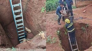 Bomberos de Luque rescataron a dos “jagua salida” que cayeron en feroz pozo