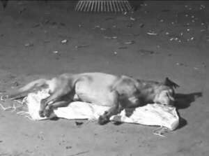 Conflicto por muerte de un perro en Villeta: dueño denuncia que un vecino baleó a “Ministro” - Nacionales - ABC Color