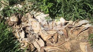 Descubren cementerio de restos óseos de vacunos, presuntamente producto de abigeato en Loreto - Concepción al Día
