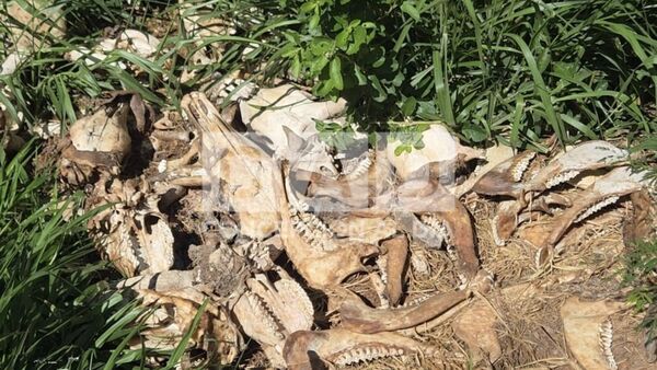 Descubren cementerio de restos óseos de vacunos, presuntamente producto de abigeato en Loreto - Concepción al Día