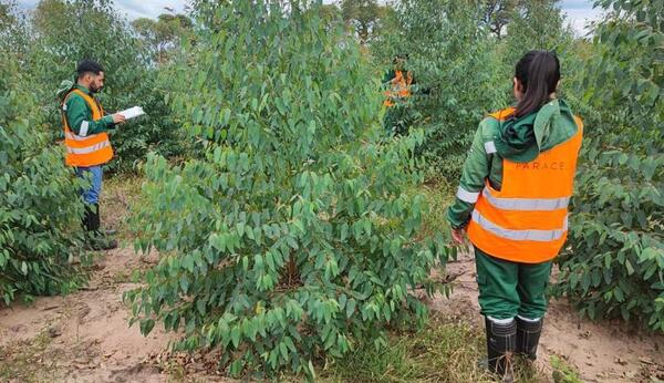 Habilitan inscripción para el cursillo de ingreso 2026 a la carrera de Técnico Superior Forestal