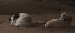 Popular / Mataron de un balazo “ministro”, perrito que era la alegría de la casa