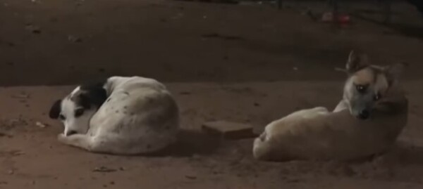 Popular / Mataron de un balazo “ministro”, perrito que era la alegría de la casa