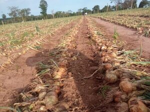 Dificil momento de los productores de cebolla en Misiones por contrabando