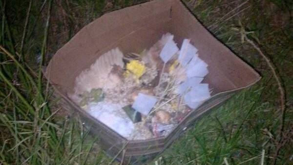 Pensaron que tiraban basura, pero hacían macumba en Ypané