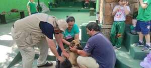 Operativo Caacupé: vacunación antirrábica será casa por casa en Cordillera - Nacionales - ABC Color