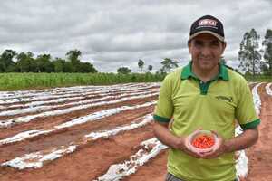 Producción de ají tabasco se posiciona como rubro de renta y exportación desde Maracaná