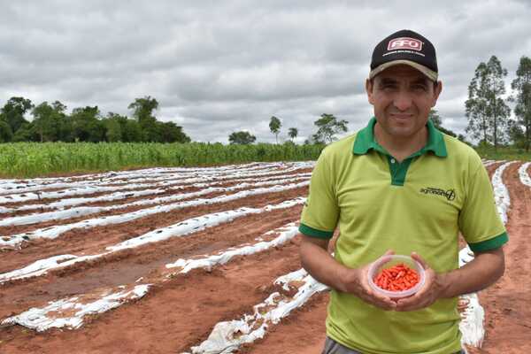 Producción de ají tabasco se posiciona como rubro de renta y exportación desde Maracaná