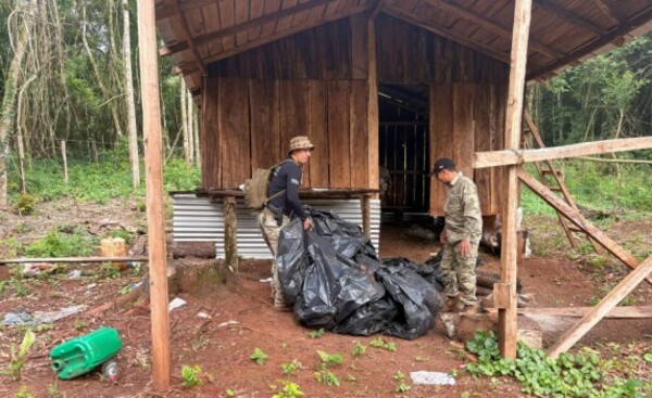 Erradican tres hectáreas de plantación de marihuana en Ñacunday