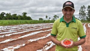 De Maracaná al mundo: productores exportarán ají tabasco a Estados Unidos