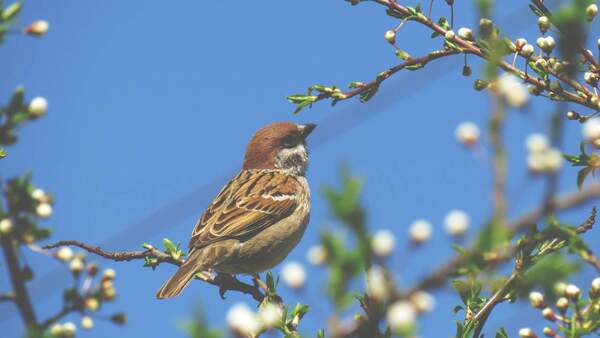 Lo que la 'teoría del pájaro' revela sobre tu relación