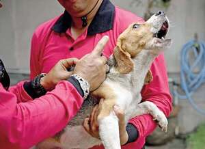 Campaña de vacunación antirrábica se desarrolla esta semana y la próxima: ¿en dónde? - Nacionales - ABC Color