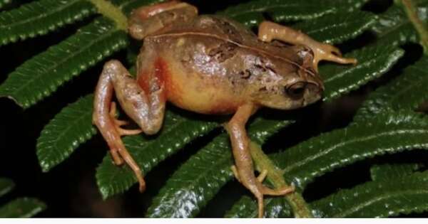 Diario HOY | Descubren dos nuevas especies de rana en la Amazonía de Perú