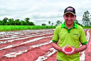 Agro paraguayo diversifica cultivos con ají tabasco destinado a EE.UU - La Tribuna
