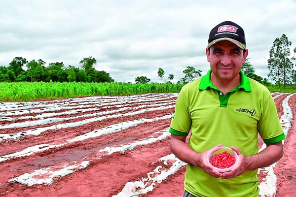 Agro paraguayo diversifica cultivos con ají tabasco destinado a EE.UU - La Tribuna