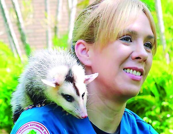 Mykurê en la ciudad: La Dra. Zarigüeya y la ética de la convivencia