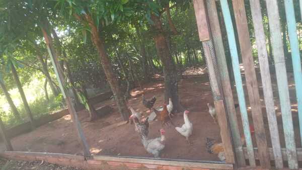 Siguió las pistas, pero su gallo ya era caldito