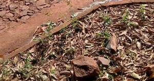 La Nación / Golpe al narcotráfico: incautan 244 kilos de marihuana transportados en un automóvil