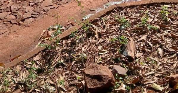 La Nación / Golpe al narcotráfico: incautan 244 kilos de marihuana transportados en un automóvil