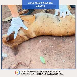 AUDIO: Preparan el Registro de Agresores de Animales: Estos son algunos de los casos más terribles  - La Primera Mañana - ABC Color