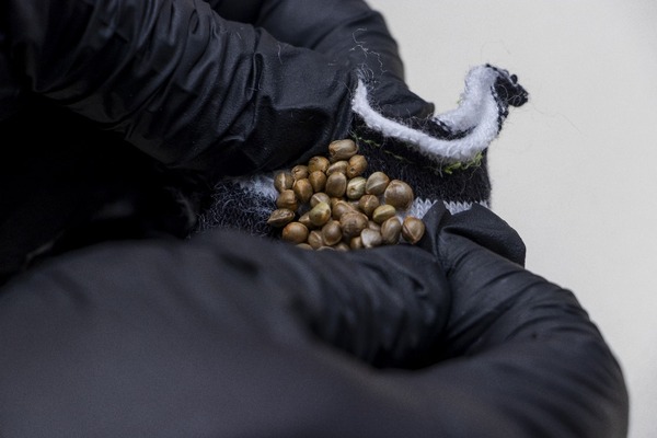 Detectan tres encomiendas con marihuana de alta potencia procedentes de Estados Unidos