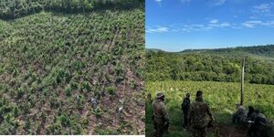 SENAD ERRADICA PLANTACIÓN DE MARIHUANA EN OBLIGADO