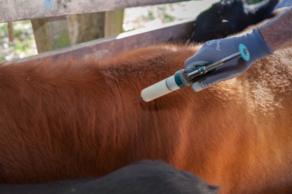 Informe técnico sobre la aftosa: ganaderos plantean hasta tres años más para garantizar una transición sanitaria segura