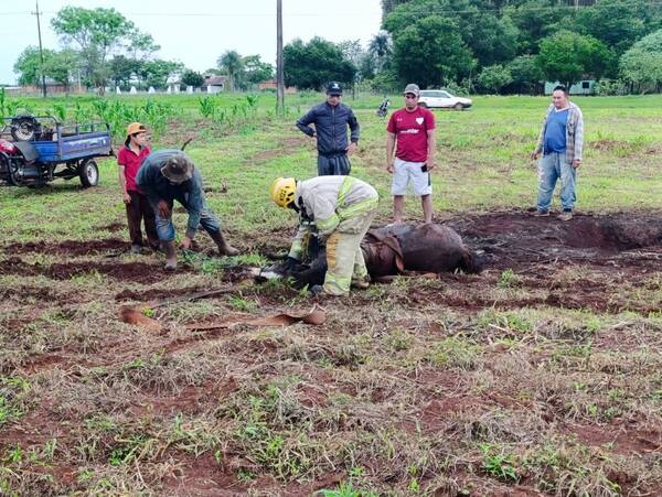 Popular / ¡Bomberos héroes! Rescataron a un caballo que cayó en un pozo