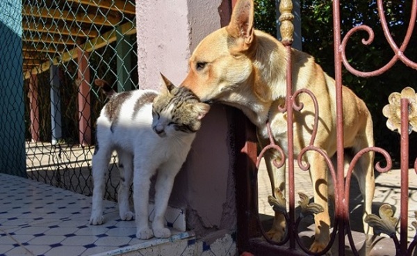 Crearán el Registro de Agresores de Animales para identificar a los condenados por maltrato animal