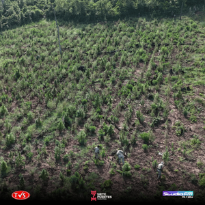 ERRADICACIÓN DE PLATACIONES DE SUPUESTA MARIHUANA EN ETAPA DE COSECHA EN OBLIGADO - «TVS DIGITAL»