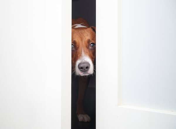 Mascotas introvertidas: cómo acompañar a los animales que prefieren la calma y el silencio - Mascotas - ABC Color