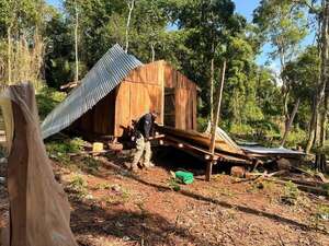 Destruyen plantaciones de marihuana y campamento en Ñacunday  - ABC en el Este - ABC Color