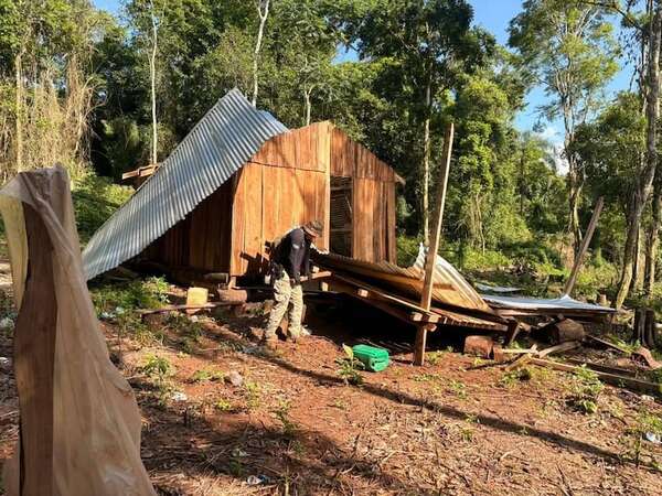 Destruyen plantaciones de marihuana y campamento en Ñacunday  - ABC en el Este - ABC Color