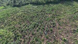 Senad y FTC destruyeron cultivos de marihuana en Obligado - Policiales - ABC Color