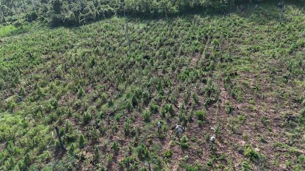 Senad y FTC destruyeron cultivos de marihuana en Obligado - Policiales - ABC Color
