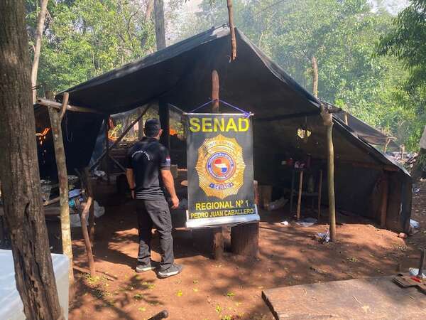 Destruyen casi 6 toneladas de marihuana y 9 “narcocampamentos” en Amambay - Policiales - ABC Color
