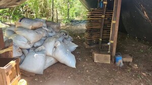 Senad destruye 7 toneladas de marihuana en operativo antidrogas en San Pedro